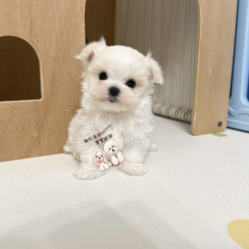 🎀超頂級 女神瑪爾小公主🎀