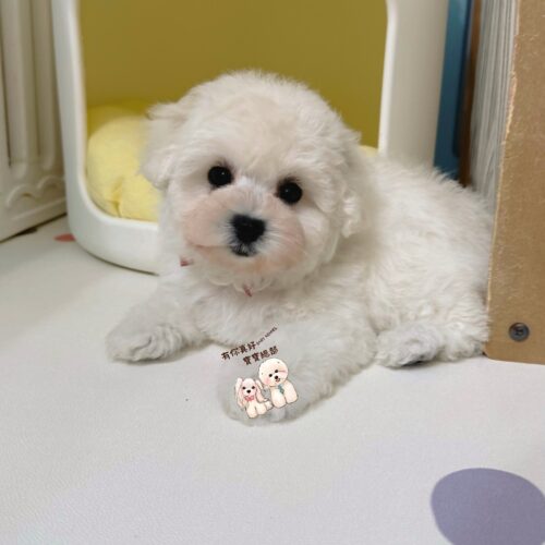 🎀正統韓系小體比熊小公主🎀