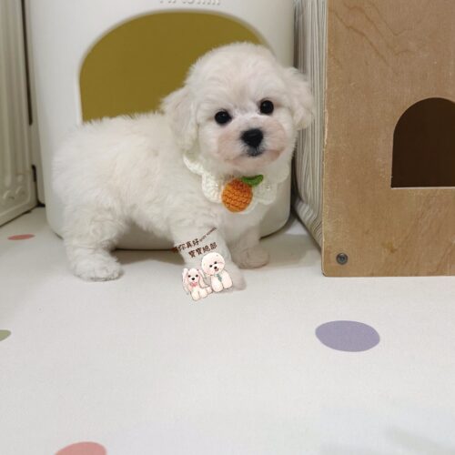 💎賽級血統後代 標準比熊小王子💎