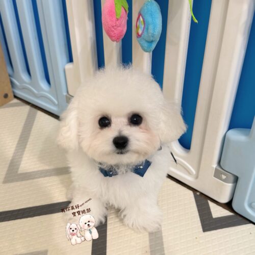 💎正統韓系迷你比熊小王子💎