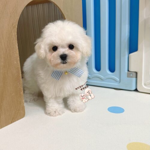 💎正統韓系小體比熊小王子💎