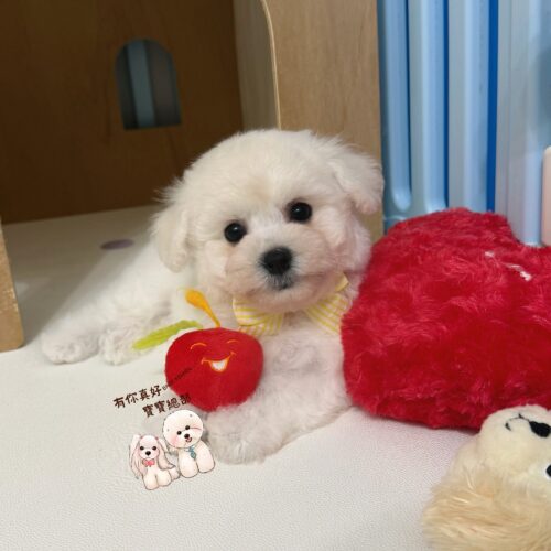 🎀賽級血統後代 標準比熊小公主🎀