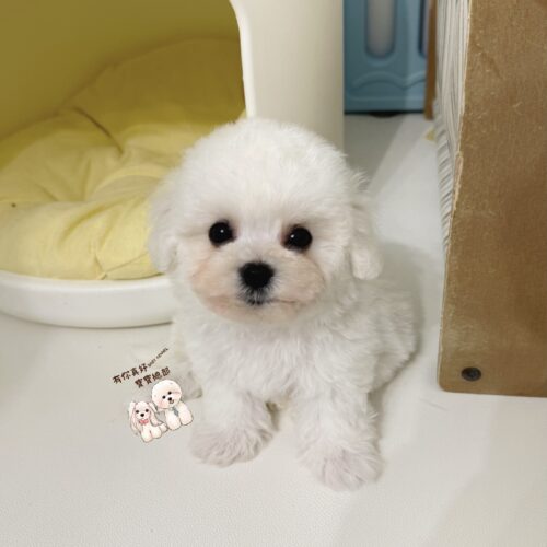 🎀正統韓系小體比熊小公主🎀