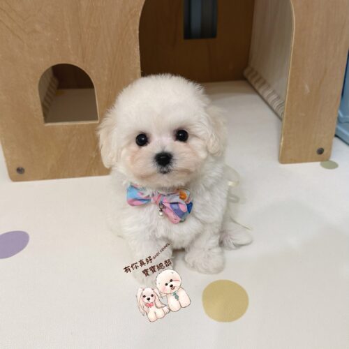 💎正統韓系小體比熊小王子💎