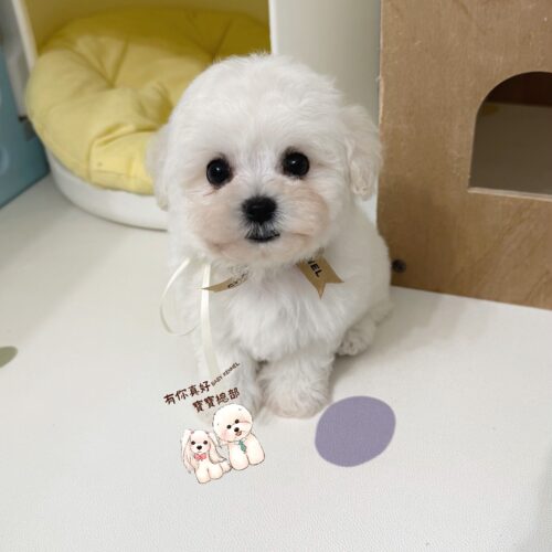 💎正統韓系小體比熊小王子💎