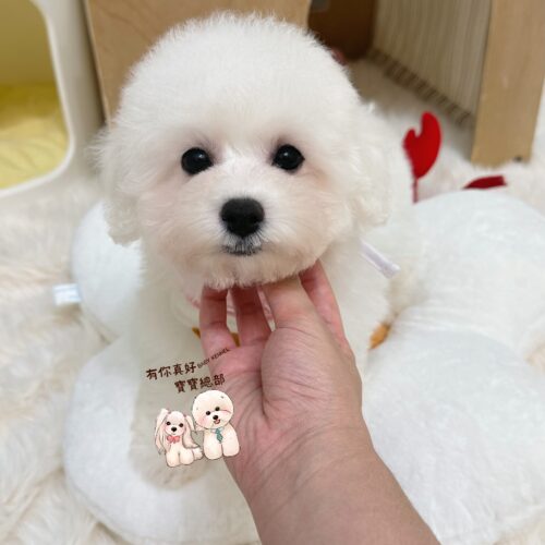 🎀賽級血統後代 標準比熊小公主🎀