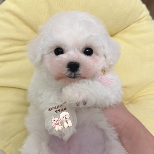 🎀正統韓系小體比熊姐妹花🎀